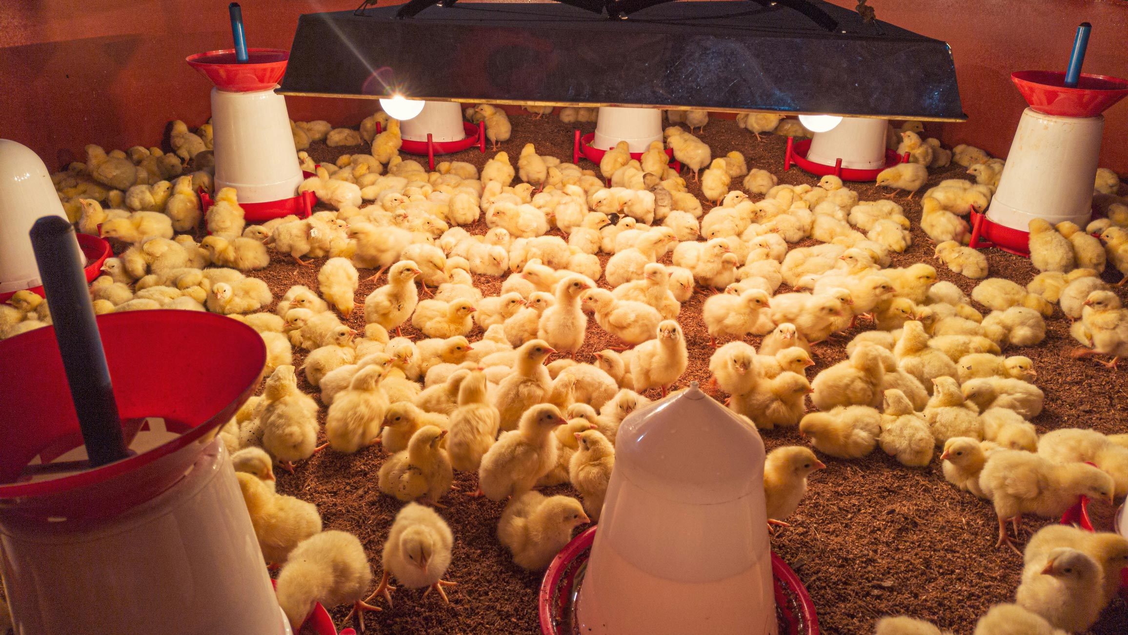 Poultry Product